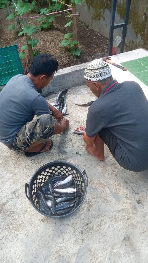 Panen lele di Desa Tegal Kertha